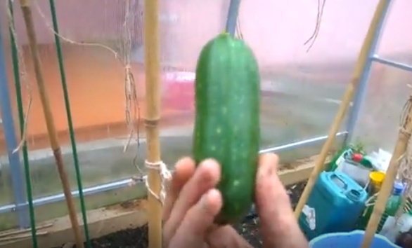 Это последний кабачок - а у нас были просто горы!