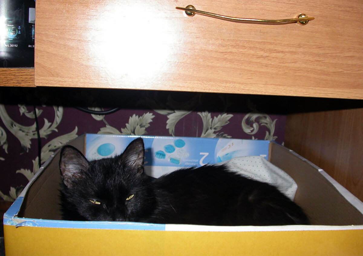 Сколько ни пытался я делать своим кошкам гнёздышки, спать они всегда предпочитали на кровати, притесняя меня.