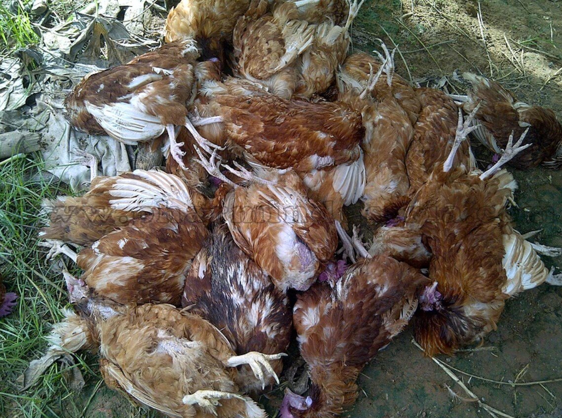 Последствия птичьего гриппа