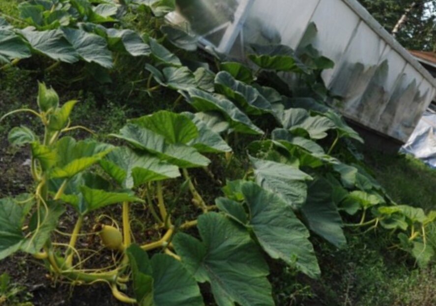 Внесение удобрений, полив и т. д. — проводится одновременно с уходом за огурцами. 