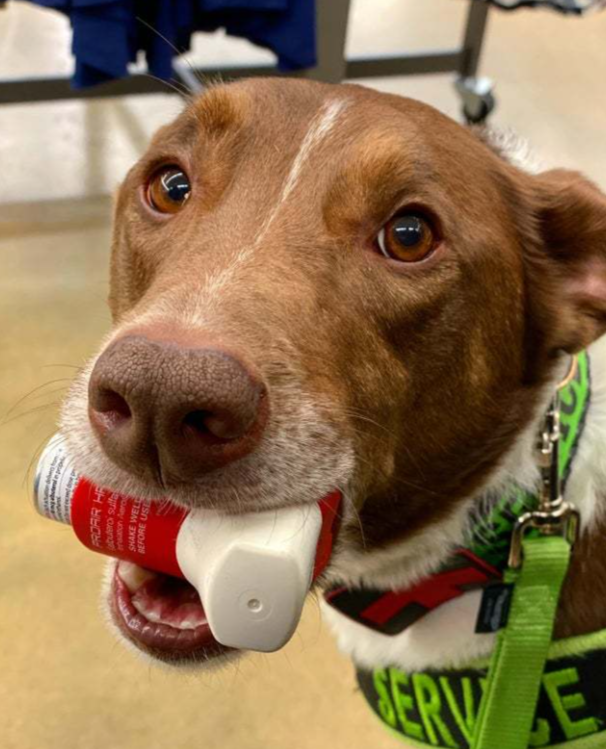 Я засмеялся, но моя собака подумала, что у меня приступ астмы и принесла мне запасной ингалятор. Спасибо приятель.