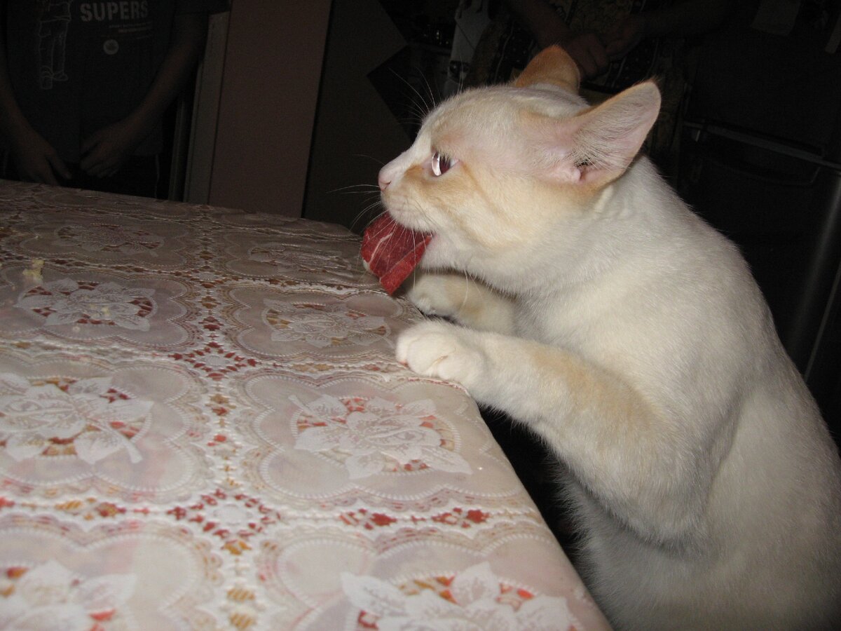 Мой красавчик, на десерт кусочек  оленины.