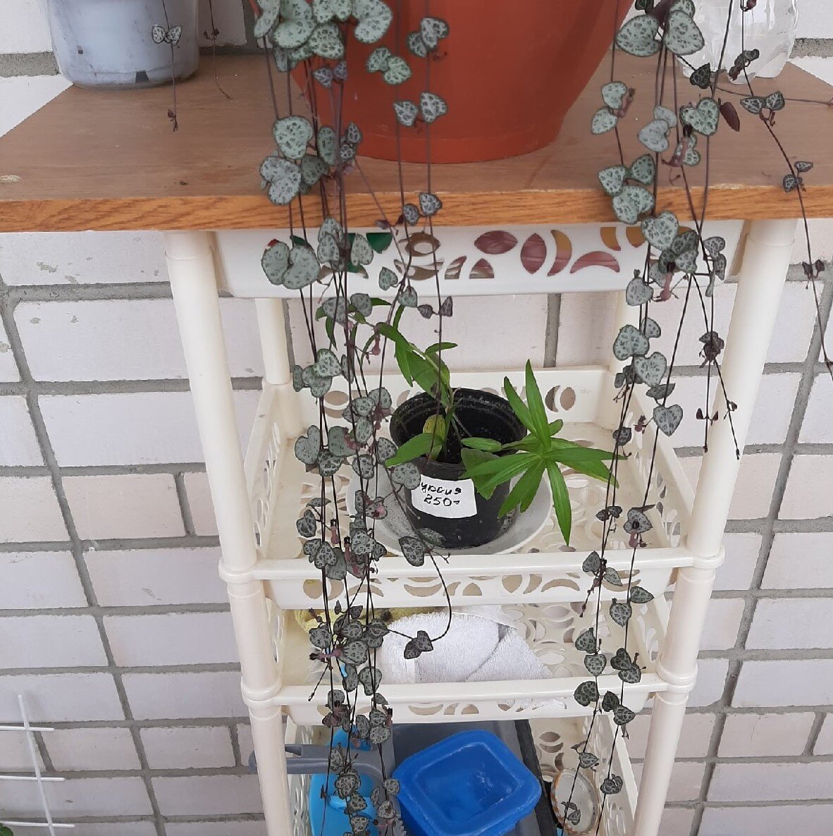 Личное фото. Вот такие маленькие лилии были летом 2020 года.