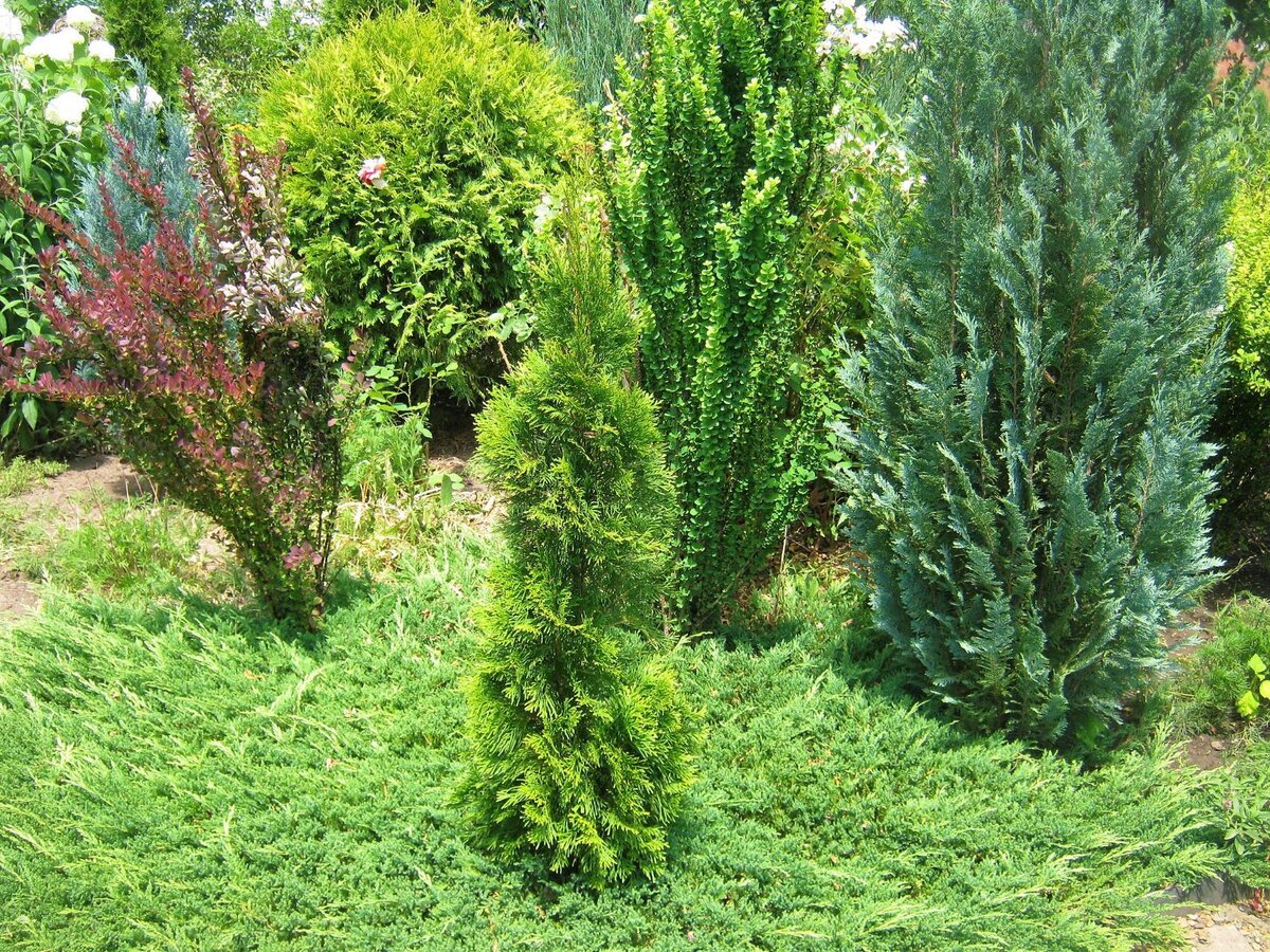20.06.2019. Можжевельник "ПРИНЦ УЭЛЬСКИЙ".