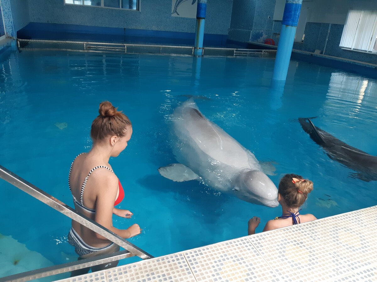 Плавание с дельфинами в Новосибирске