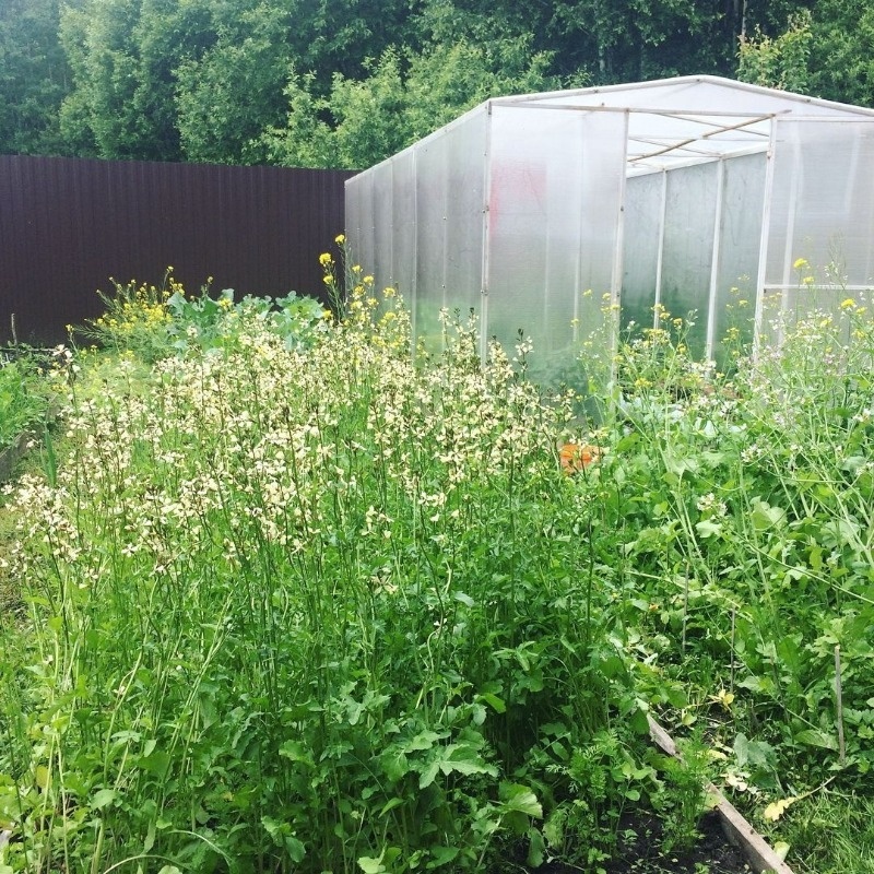 Фото https://www.instagram.com/p/BWCH8wvgM27/