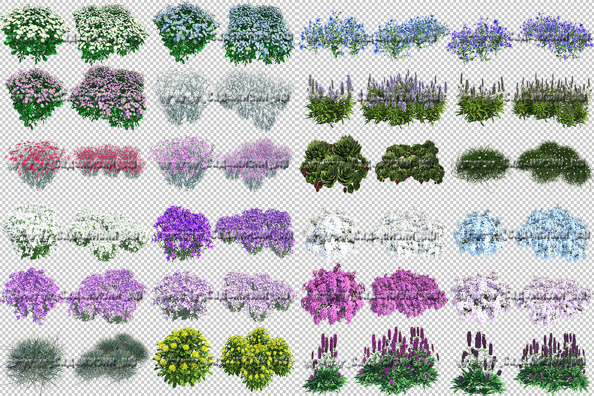 Картинки цветов и других декоративных растений на прозрачном фоне