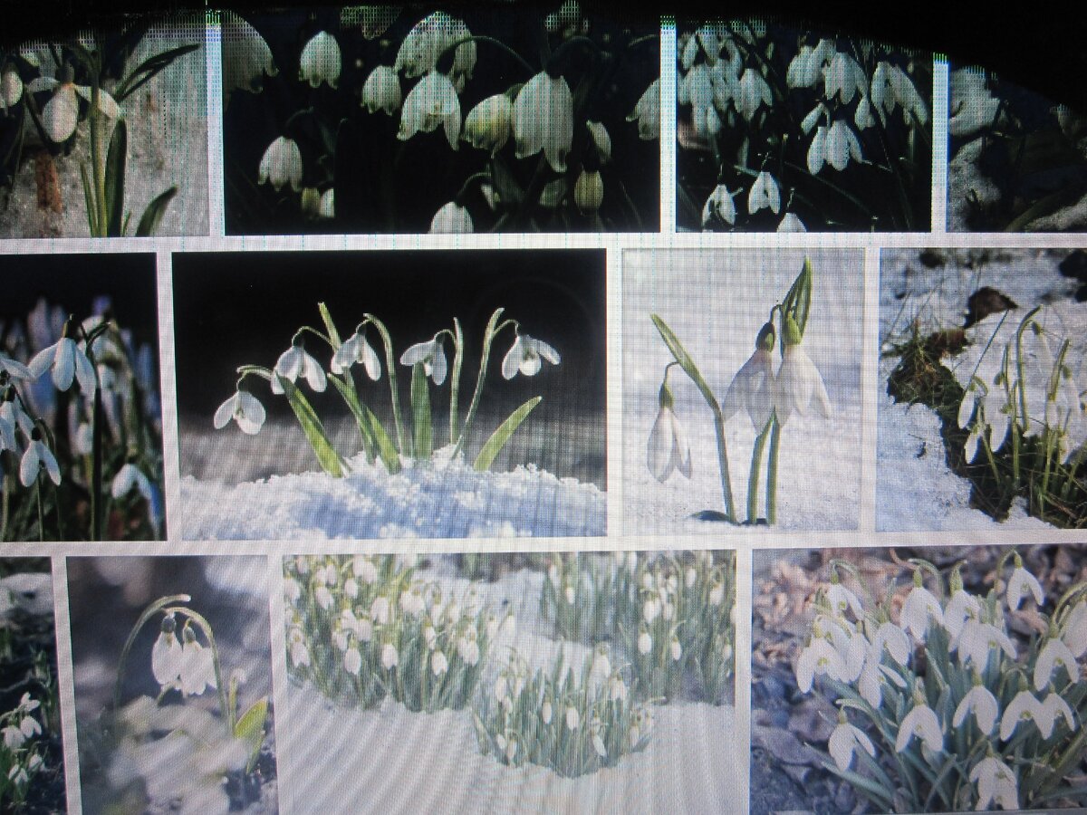 Галерея Яндекс-картинки (фото автора)