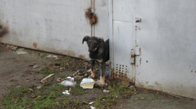 Щенок-изгой