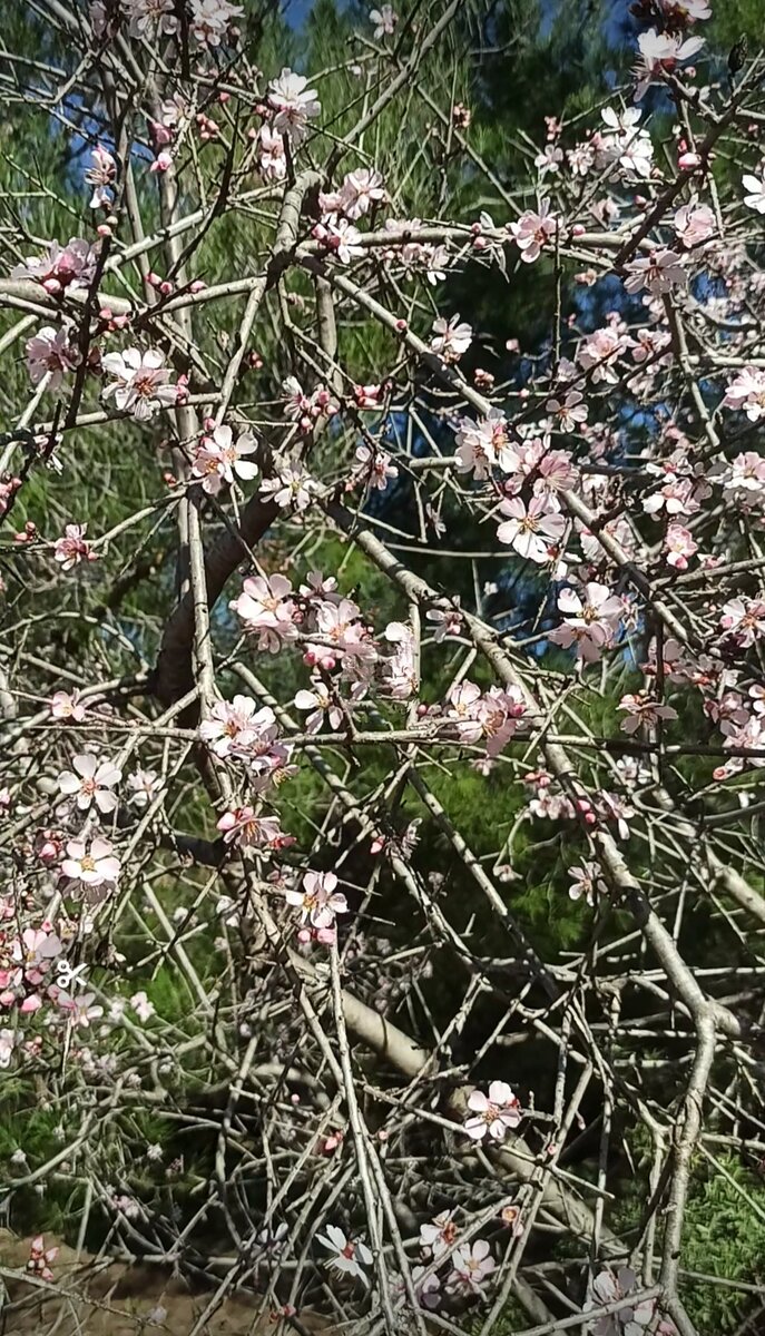 Розовый цвет цветущего миндаля выглядит очень нежно. Фото автора.
