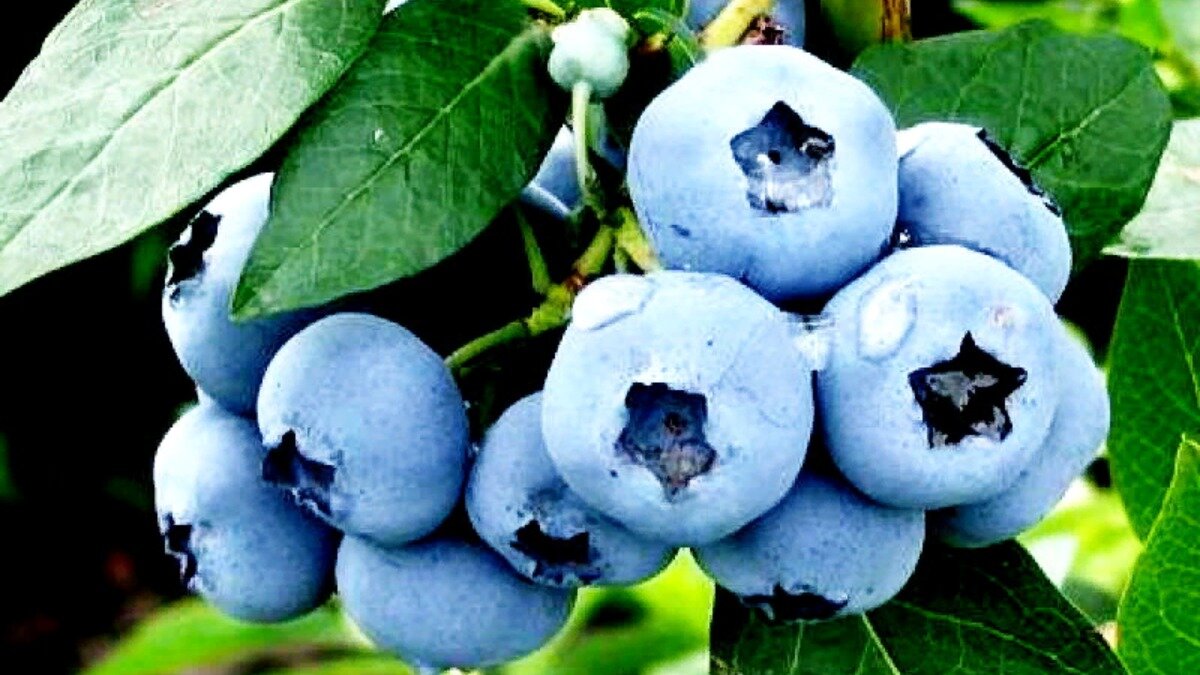 Фото:nashgazon.com На конференции Highbush Blueberry Conference (Польша) эксперты отрасли ягодоводства расскажут об особенностях культивирования голубики садовой.