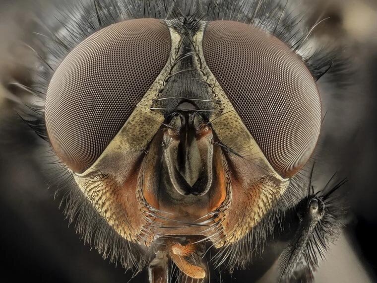 Фасеточные глаза насекомых состоят из тысяч отдельных элементов