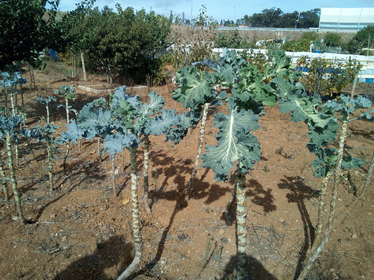 couve galega на грядках