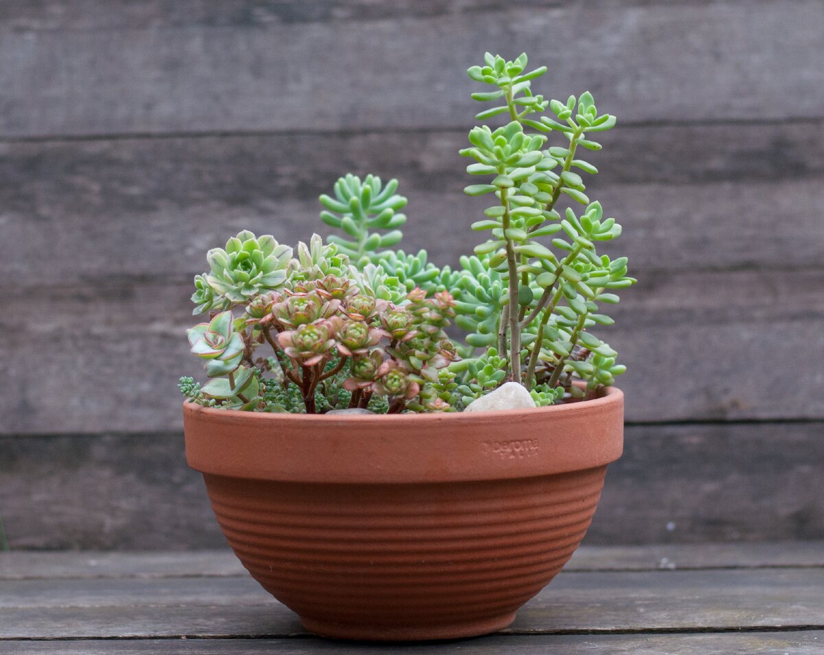 Мелколистные эониумы и эхеверия которая растет деревцем, ее в последствии пришлось отсаживать.