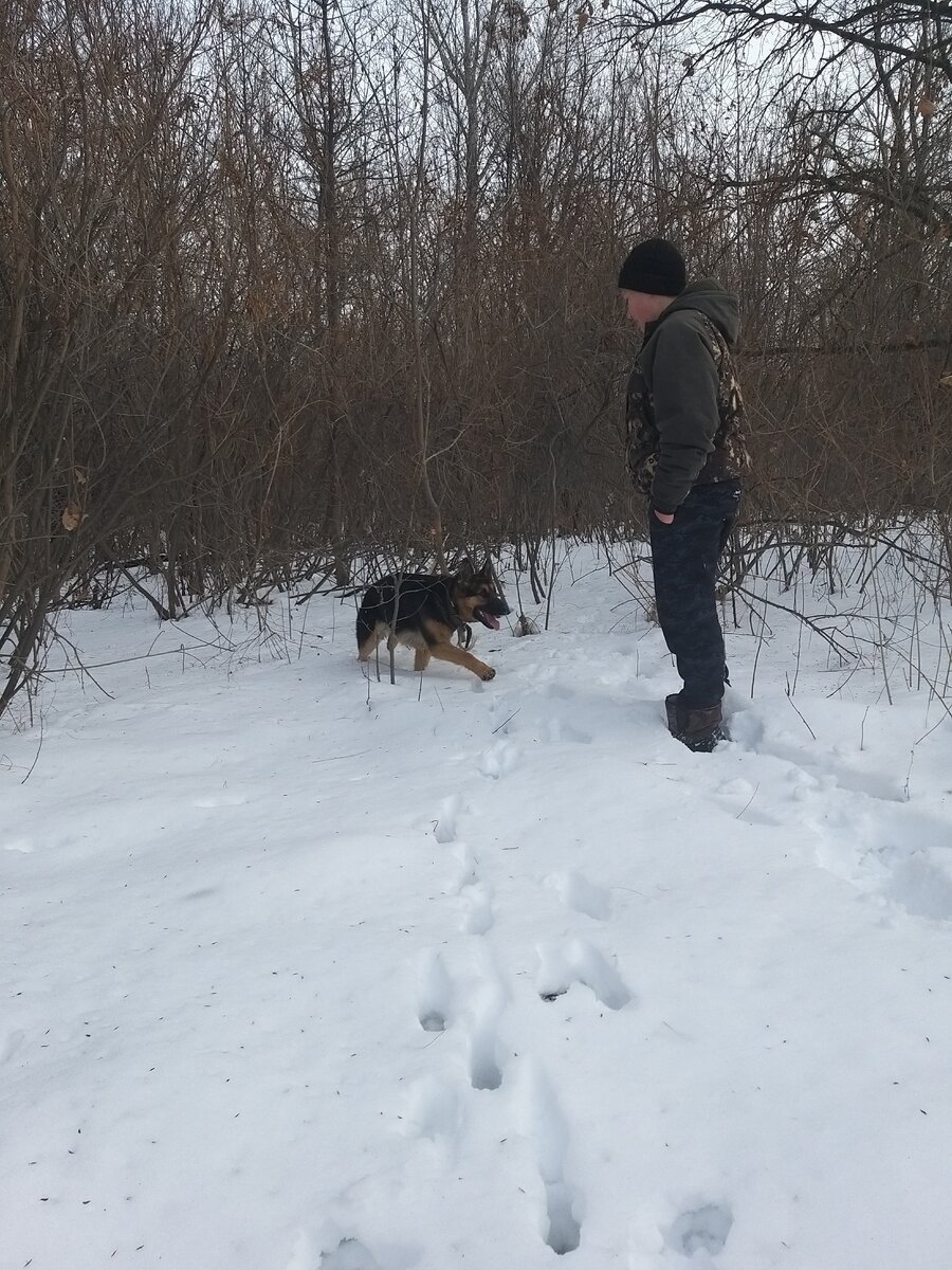 Собака по кличке Ева.
