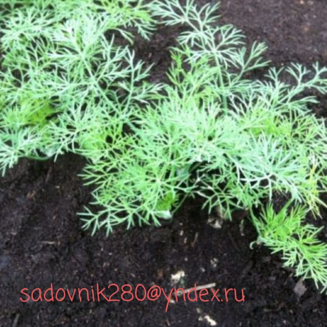 Все начинается с посева весной