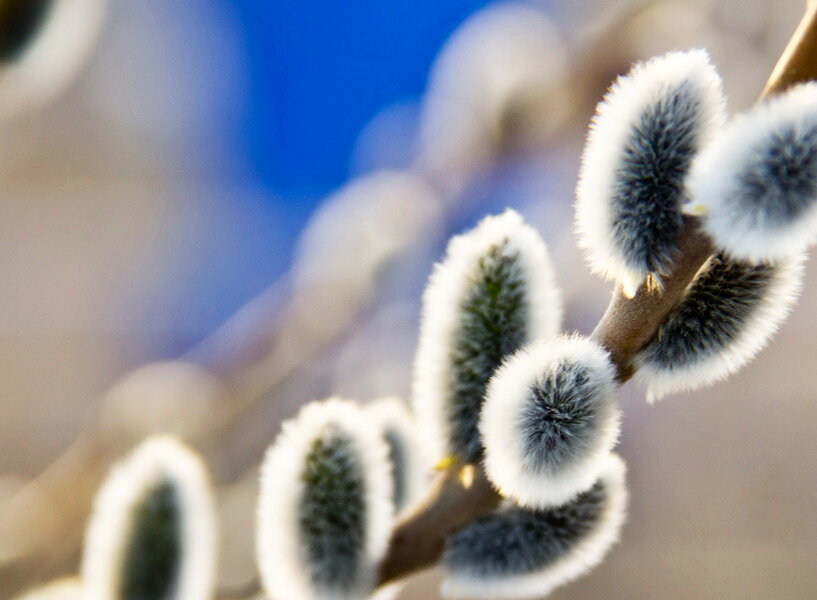 Верба уже цветет