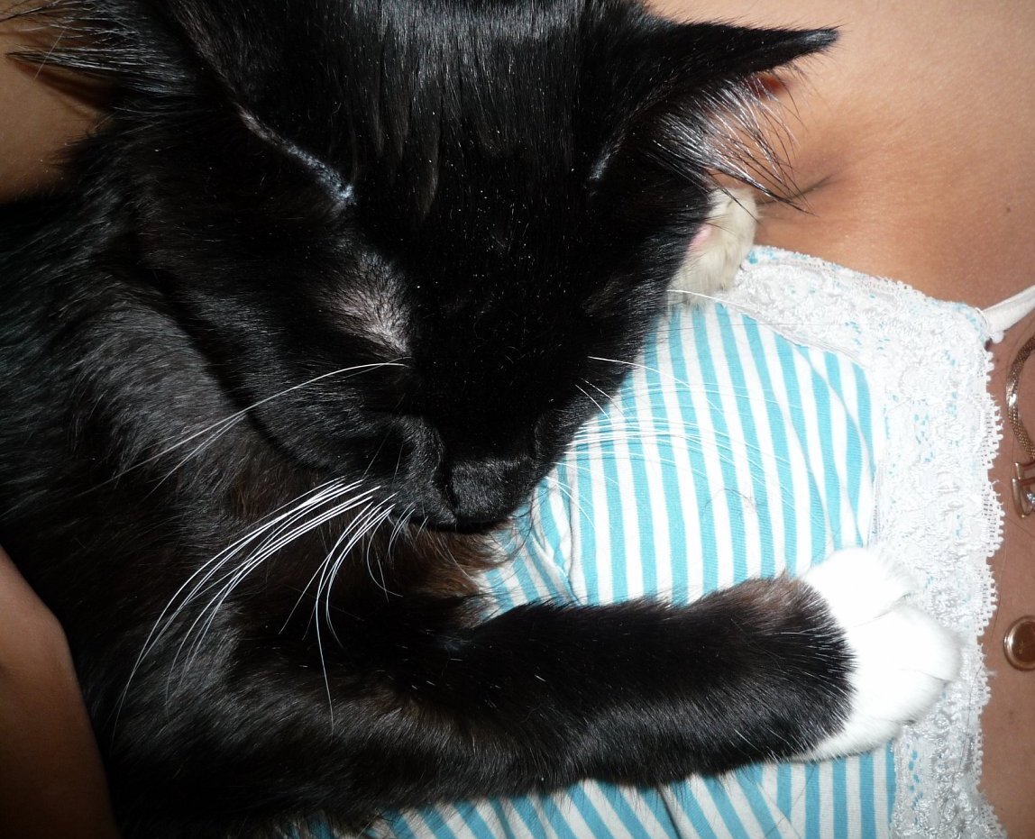 После операции кот долго восстанавливался, он спал на мне как ребёнок и постоянно просился на руки