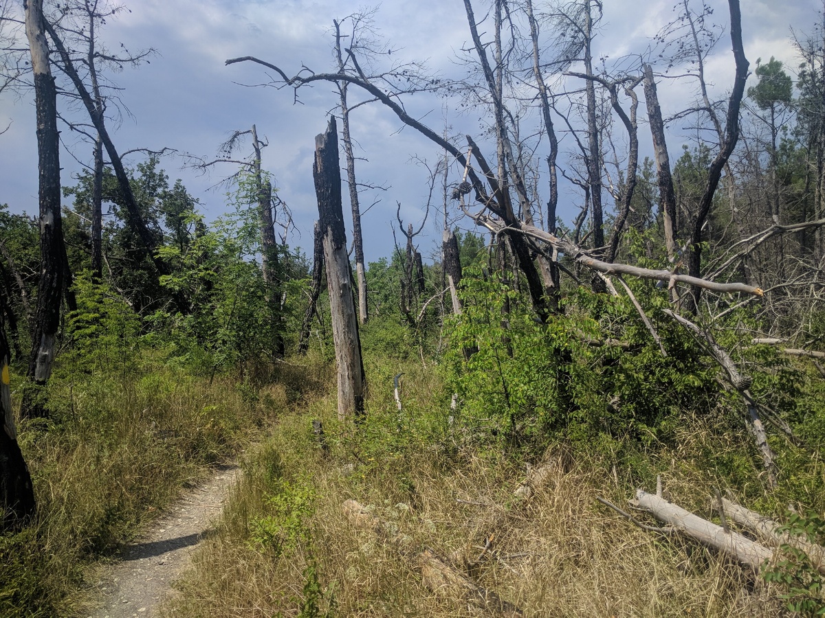 ВОТ ТАКИЕ ТЕПЕРЬ ЛЕСА