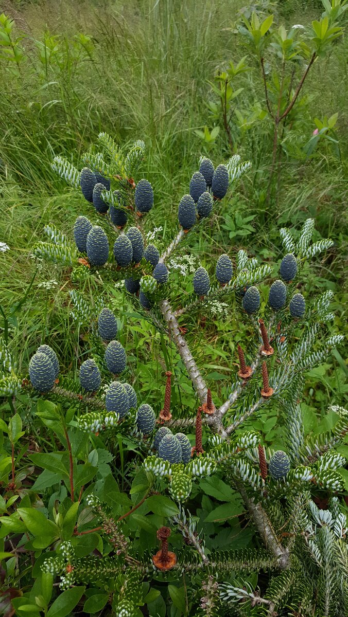 Abies koreana Silver Star