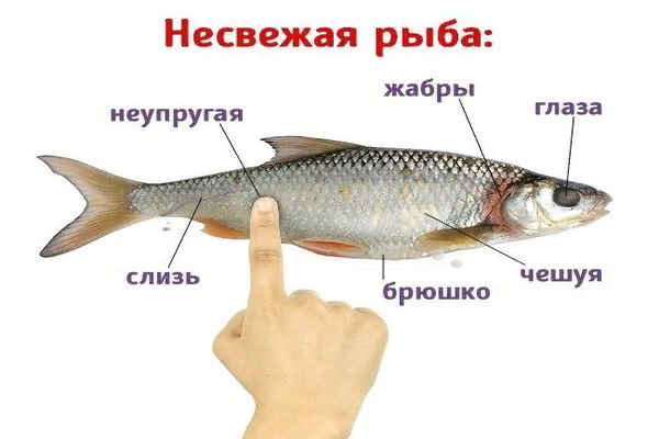 Рыбе и что она ею