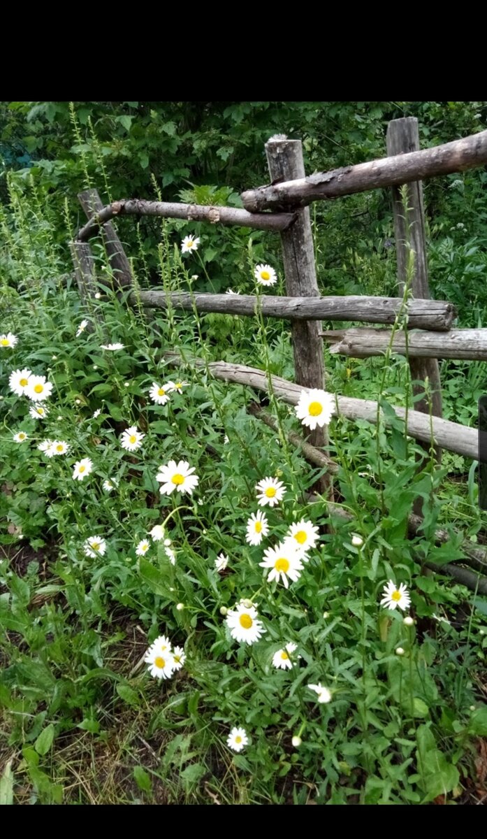 У калитки