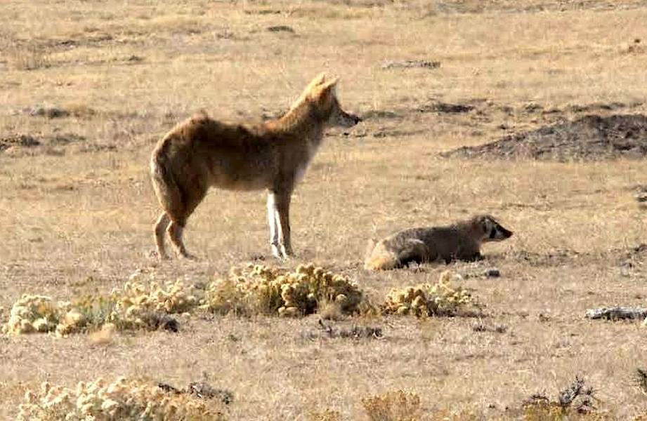-Ты видишь степную собачку, барсук? - спросил кайот, рассматривая нору.
-Нет, но щас найду, - барсук отважно нырнул в нору, послышались звуки борьбы, писк и тишина...
-Кайот, я её нашел, все по плану, кто поймал - того и добыча,- улыбнулся барсук
-Конечно, друг-барсук, в следующий раз и мне повезет!