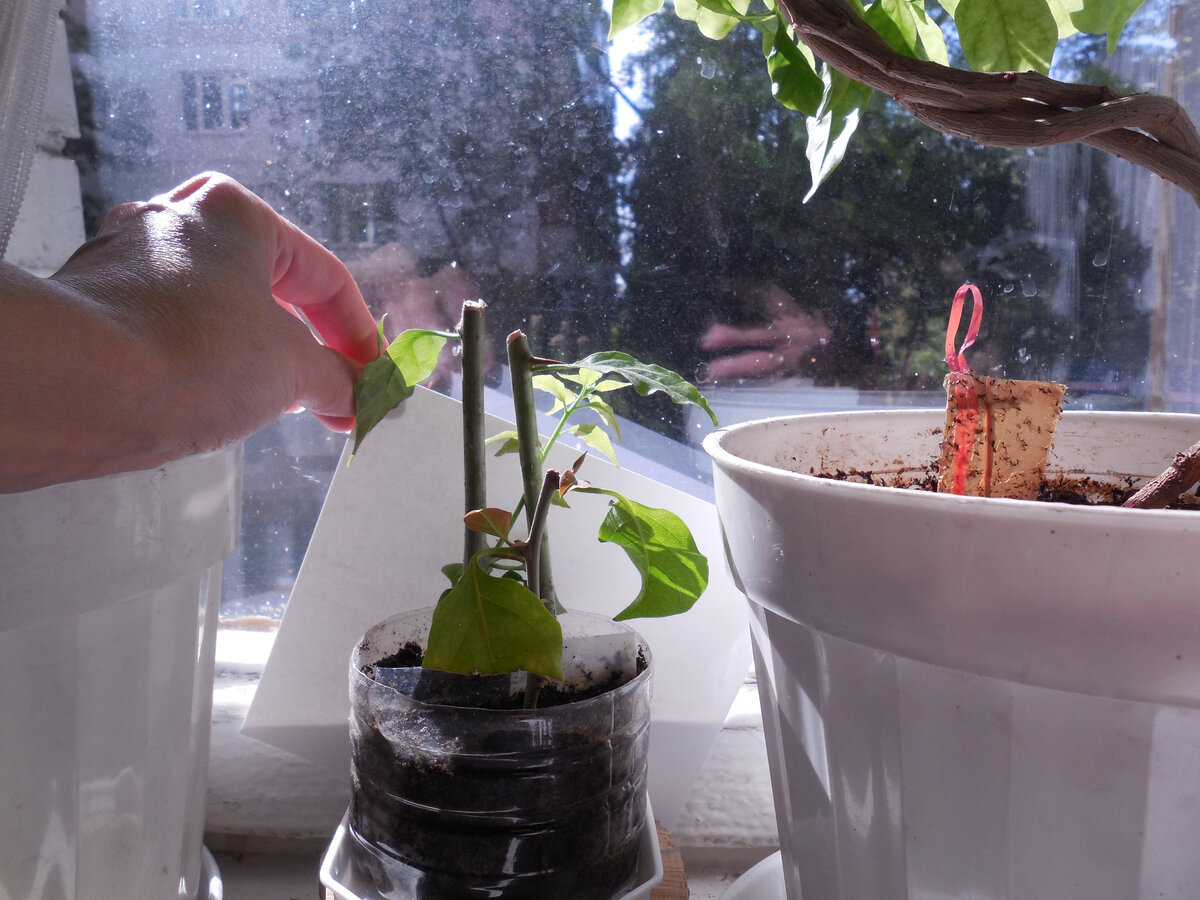 Кстати, в соседнем горшке "флажок" странный видите? Это я с одним вредителем борюсь. Успешно. Ссылку на то, орто кого помогает, прикреплю в конце статьи