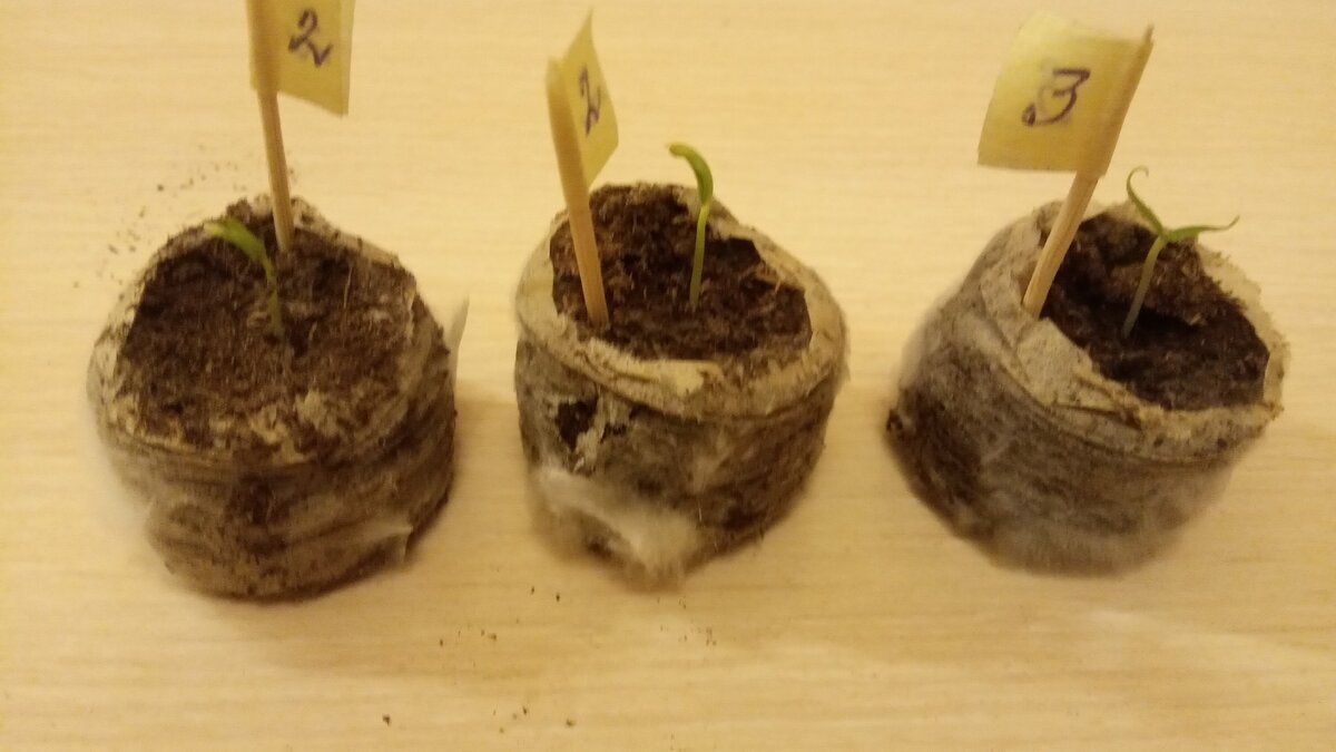 Вот такие ростки у перцев, и видно, что торфяные таблетки покрыты плесенью. Надо срочно все пересадить