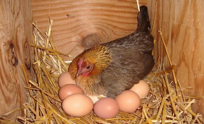 Живые яйца.