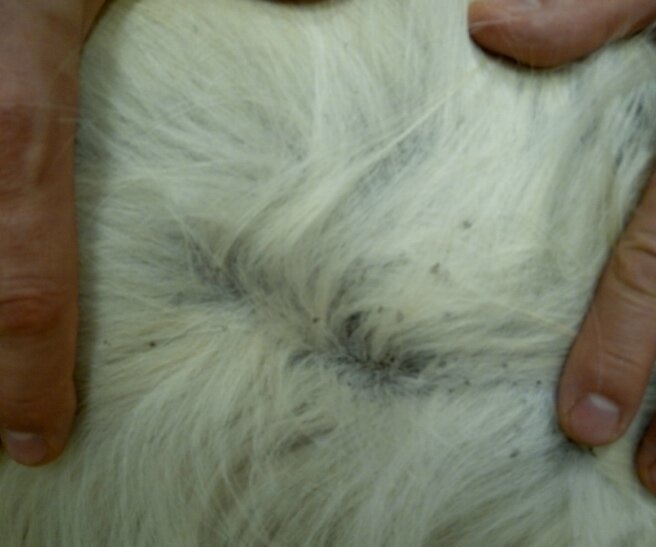 Проявление сухой формы себореи у голден-ретривера. На шерсти отмечается большое количество сероватых чешуек, плохо слущивающихся с кожи. (Фотография любезно предоставлена дерматологом ветеринарной клиники Биоконтроль Роевой О. В.).