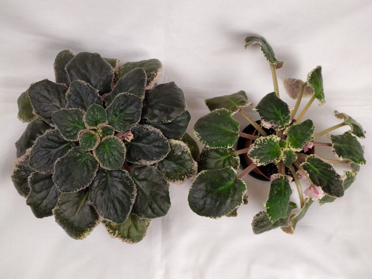 Две розетки сорта 'Rebels' Two Cents' , левая — из-под ламп, правая — с подоконника