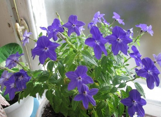 Броваллия (лат. Browallia)