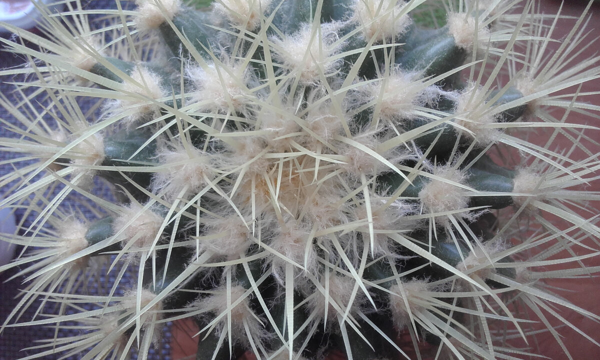 Фото автора. На фото не очень видно, но колючки и правда золотисто-жёлтенькие