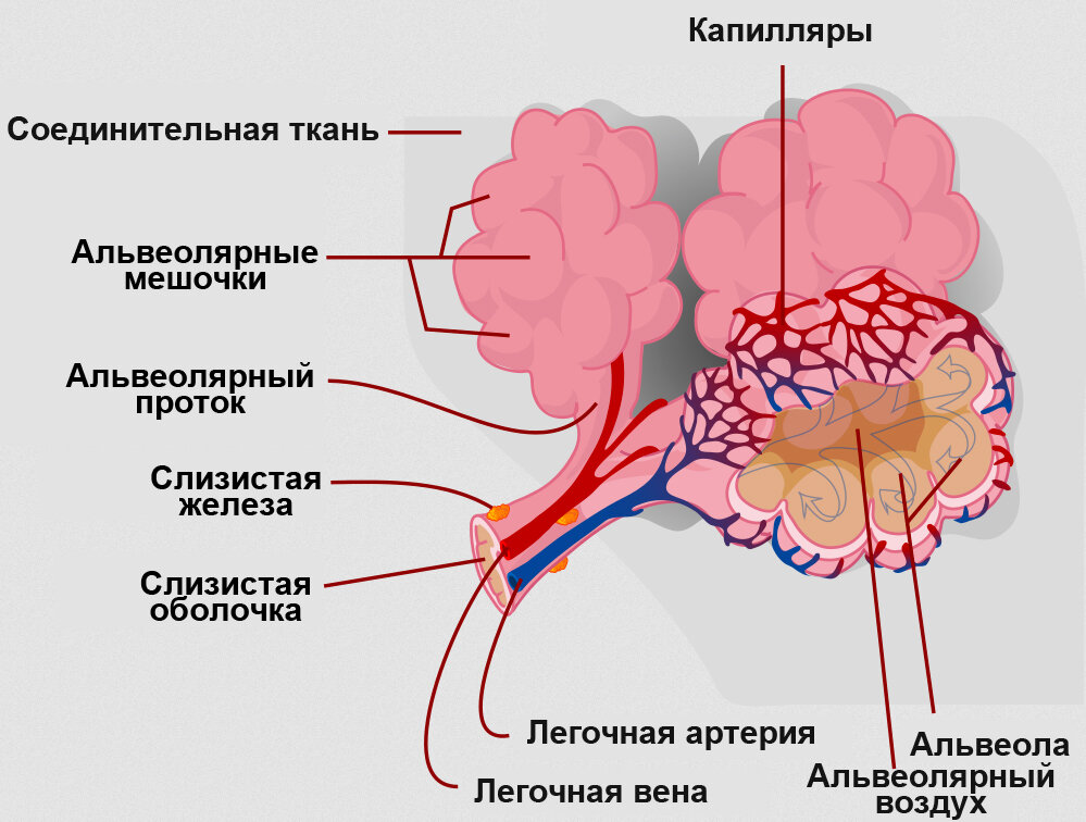 Стенки альвеол образованы эпителием. Эпителий легочных альвеол. Функции лëгосных пузырьуов. Дыхательная система альвеолы. Строение стенки терминальной бронхиолы.