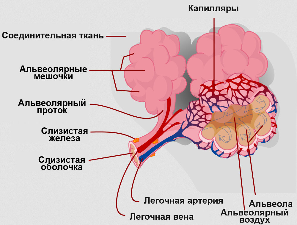 Альвеолы лёгких | Анатомия и физиология | Дзен