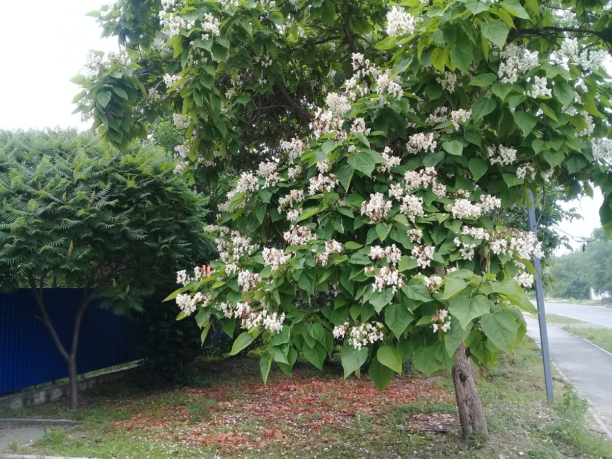 Город золотой. Курганинск, город на Кубани, который тонет в зелени и  цветах. | Прекрасное Далёко | Дзен