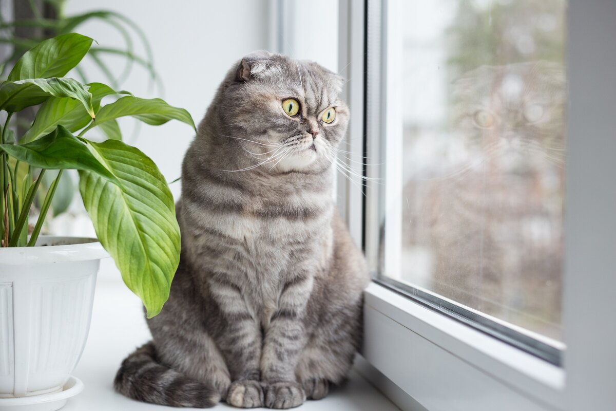 Британский кот на окне