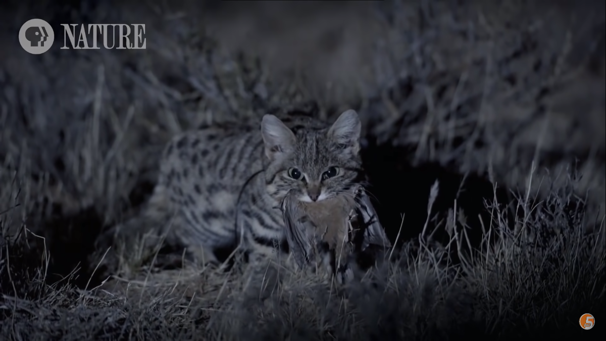 Черноногая кошка