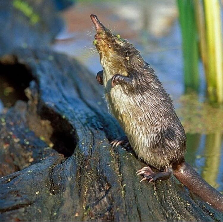  Выхухоль, Хоперский заповедник, Воронежская область