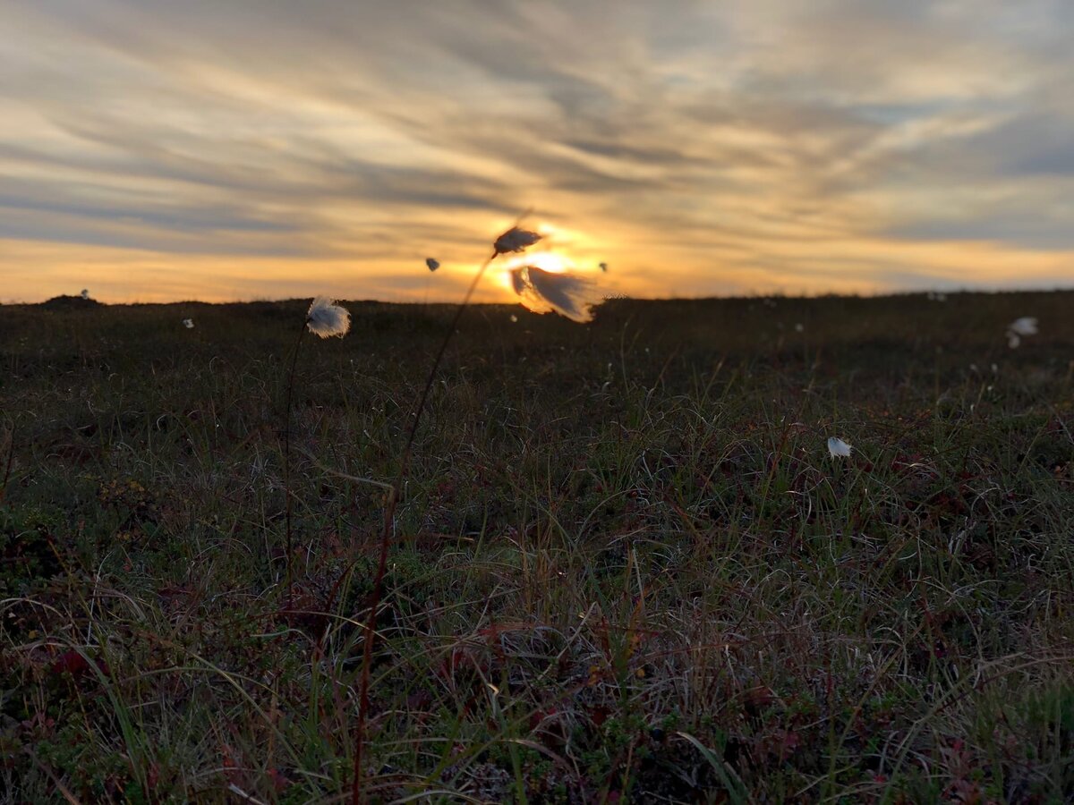 Полярный одуванчик - похож чем-то на одуванчик, чем-то на хлопок. Очень мягкий. Рыбачий полуостров.