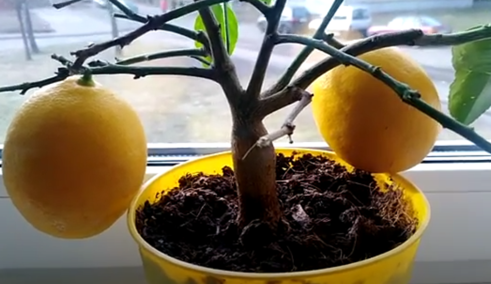 Лимонное дерево.