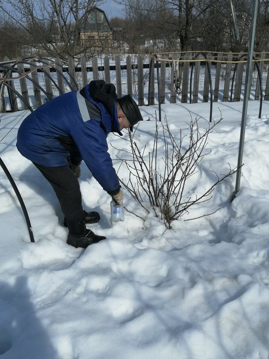 Мой муж Александр обрабатывает куст красной смородины. 27 марта "21 года.