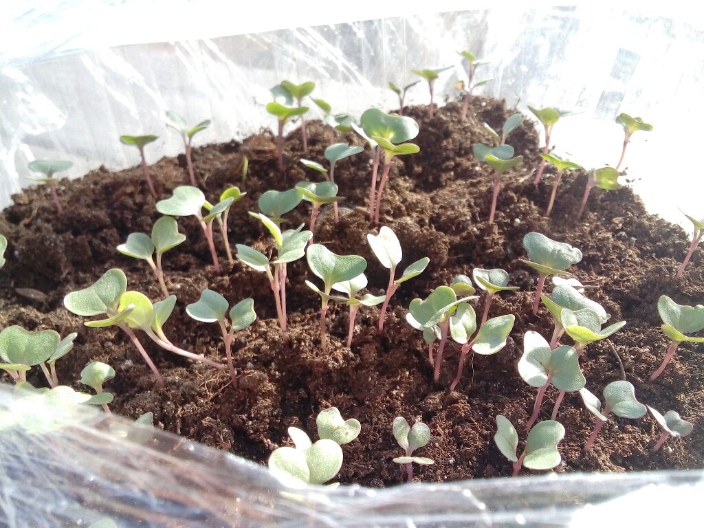 Моя рассада ранней капусты в апреле