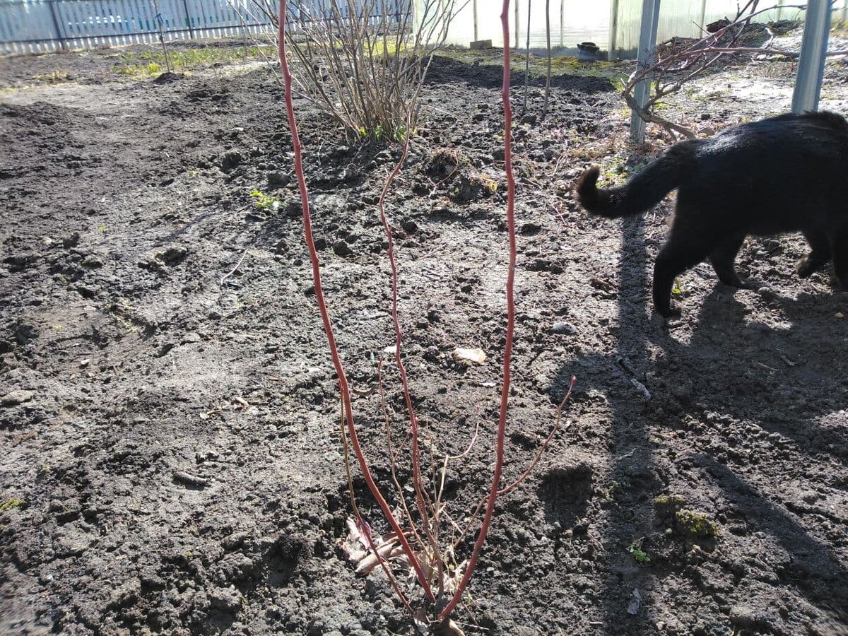 Мой кустик голубики весной. Был посажен осенью.