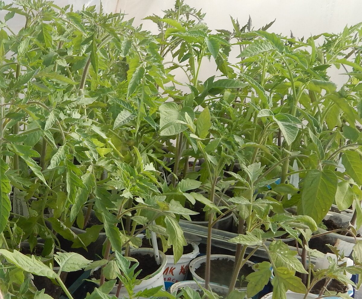 Фото автора. В теплице рассада почувствовала себя более комфортно.