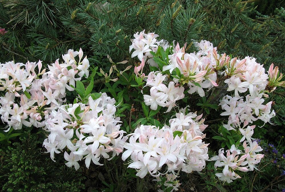 Листопадный рододендрон White Lights гибридного происхождения американской селекции с высокой зимостойкостью (до - 34°C). Фото Светланы Мовчан, консультанта в Садовом Центре «Подворье».