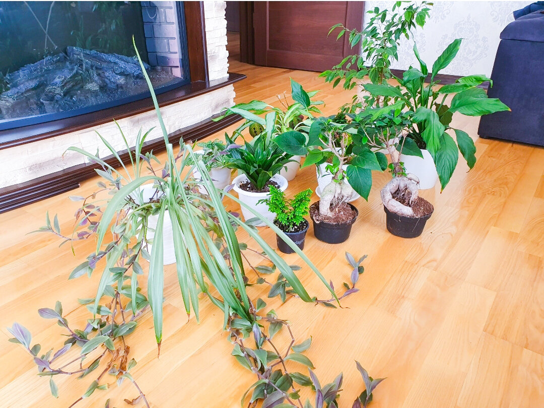 «Зелёные» товарищи готовы к водным процедурам