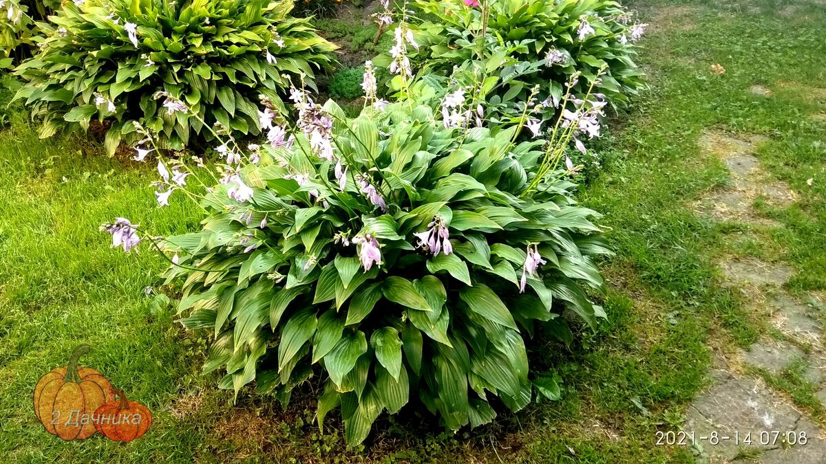 Цветет хоста узколистая.