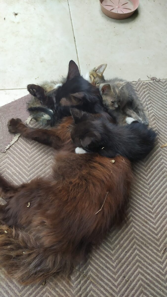 Мои мохнатики летом 2021 года. Дядька заботится о племянниках. Малышам тут чуть больше месяца.